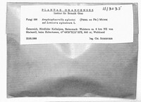 Amphisphaerella xylostei image